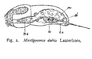 Lauterborn, R (1894): Wissenschaftliche Meeresuntersuchungen (n. ser.) 1 p.213, fig.2